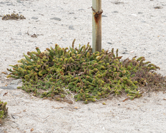 Ophryosporus triangularis