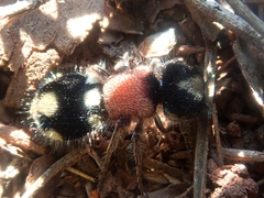 Ronisia barbarula