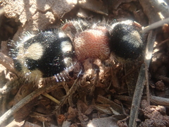 Ronisia barbarula