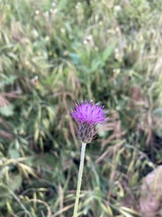Carduus argentatus