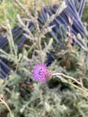 Carduus argentatus