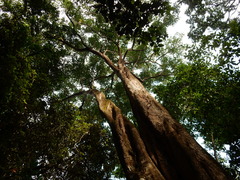 Ixonanthes reticulata