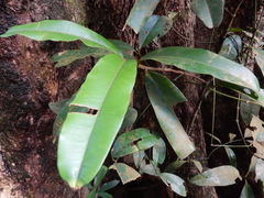 Ixonanthes reticulata