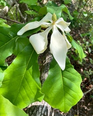 Image of Magnolia pyramidata