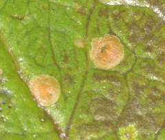 Phycopeltis