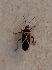 Craspeduchus xanthostaurus