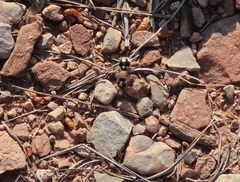 Ronisia barbarula