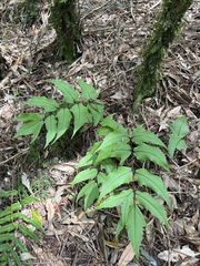 Cyrtomium caryotideum