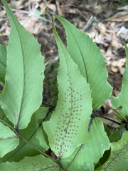 Cyrtomium caryotideum