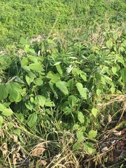 Pueraria montana lobata