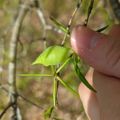 Amphibolips quercuscitriformis