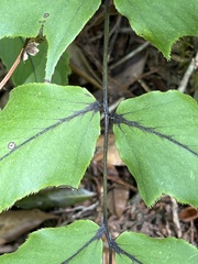 Cyrtomium caryotideum