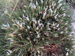 Astragalus balearicus