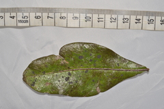 Phycopeltis