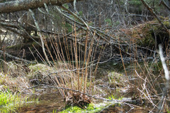 Osmunda spectabilis
