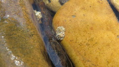 Agapetinae