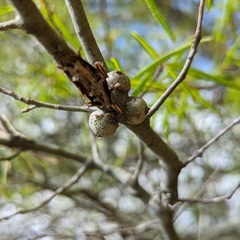 Callirhytis quercuscornigera