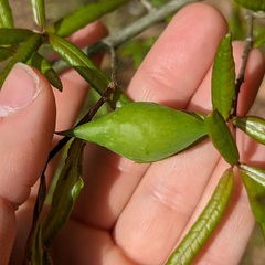 Amphibolips quercuscitriformis