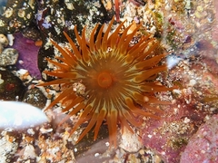 Anemonia sargassensis