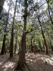 Chamaecyparis formosensis