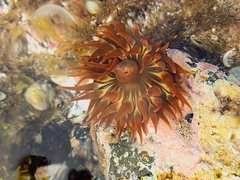 Anemonia sargassensis