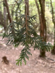 Chamaecyparis formosensis