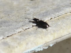 Syntomus foveatus