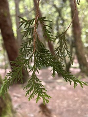 Chamaecyparis formosensis