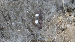 Theagenes aegides