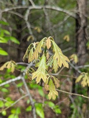 Callirhytis quercusventricosa