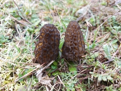 Morchella deliciosa
