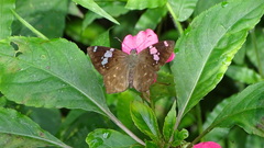 Celaenorrhinus eligius