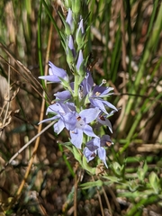 Veronica velutina