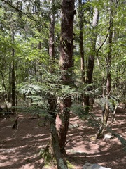 Chamaecyparis formosensis