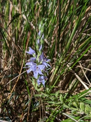 Veronica velutina