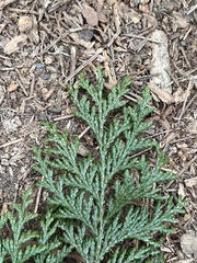 Chamaecyparis formosensis