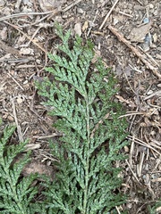 Chamaecyparis formosensis