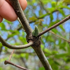 Callirhytis quercusventricosa