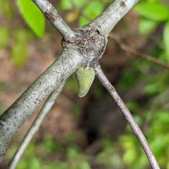 Callirhytis quercusventricosa
