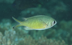 Chromis weberi