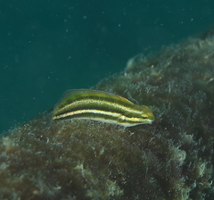 Petroscirtes fallax
