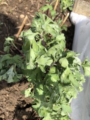 Chrysanthemum morifolium
