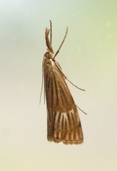 Chrysocrambus linetella
