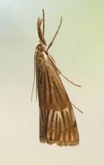 Chrysocrambus linetella