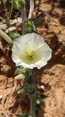 Convolvulus secundus