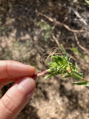 Justicia xylosteoides