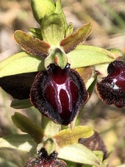 Ophrys sphegodes passionis