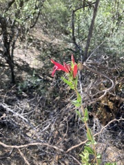 Justicia xylosteoides