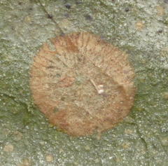 Phycopeltis