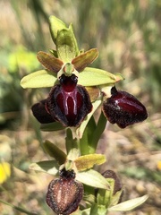 Ophrys sphegodes passionis